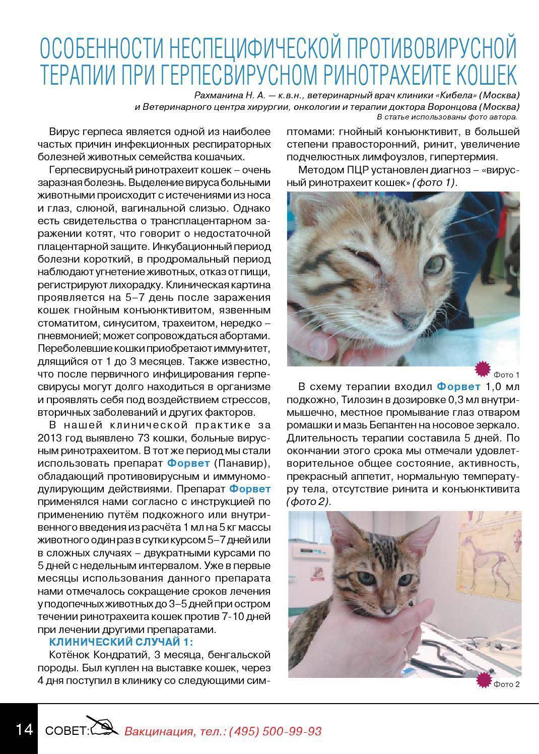 Простуда у кошек: причины, симптомы и лечение
простуда у кошек: причины, симптомы и лечение