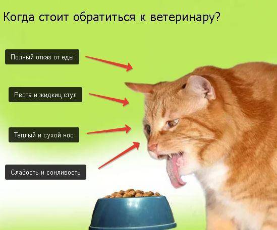 Причины, по которым коты перестают есть сухой корм