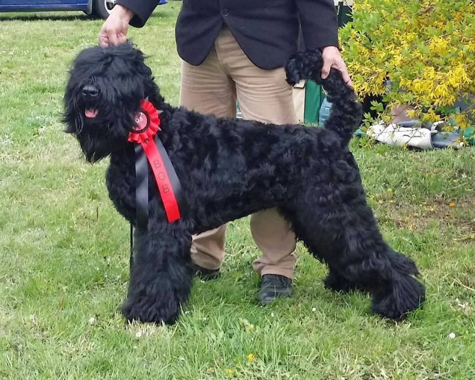 Русский черный терьер — русская служебная порода собак: описание породы и фото