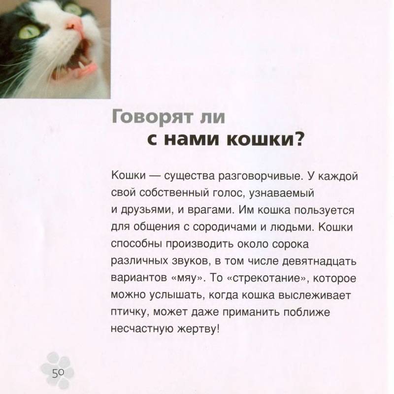 Всё о воспитании кошек