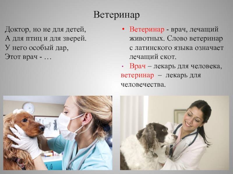 Как лечат человека кошки и собаки: животные-терапевты
