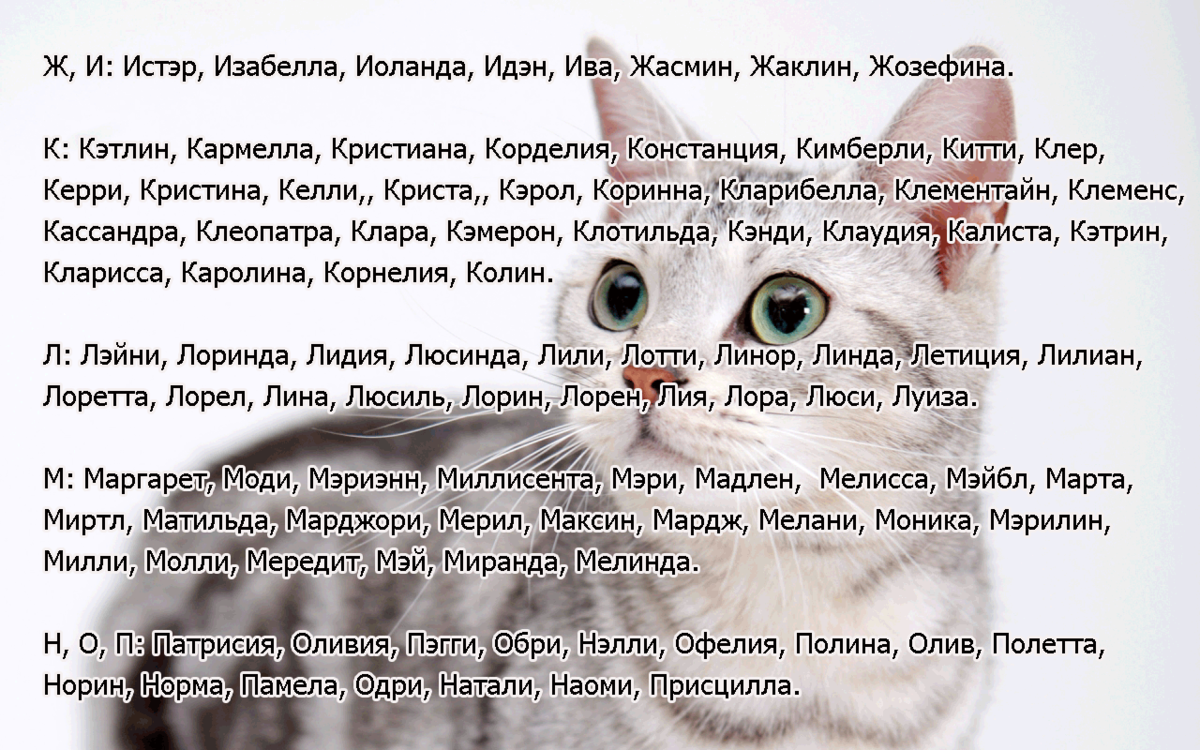 Прикольные, оригинальные, необычные клички для котов и кошек
прикольные, оригинальные, необычные клички для котов и кошек