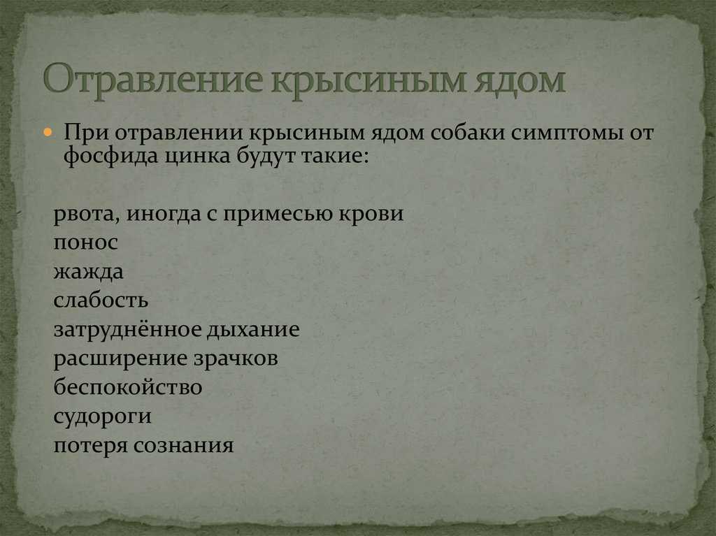 Кот съел отравленную мышь: что делать, симптомы, чем лечить