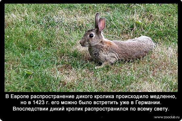 27 интересных фактов о кроликах