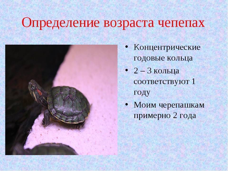Как узнать сколько лет черепахе, определение возраста по внешним признакам