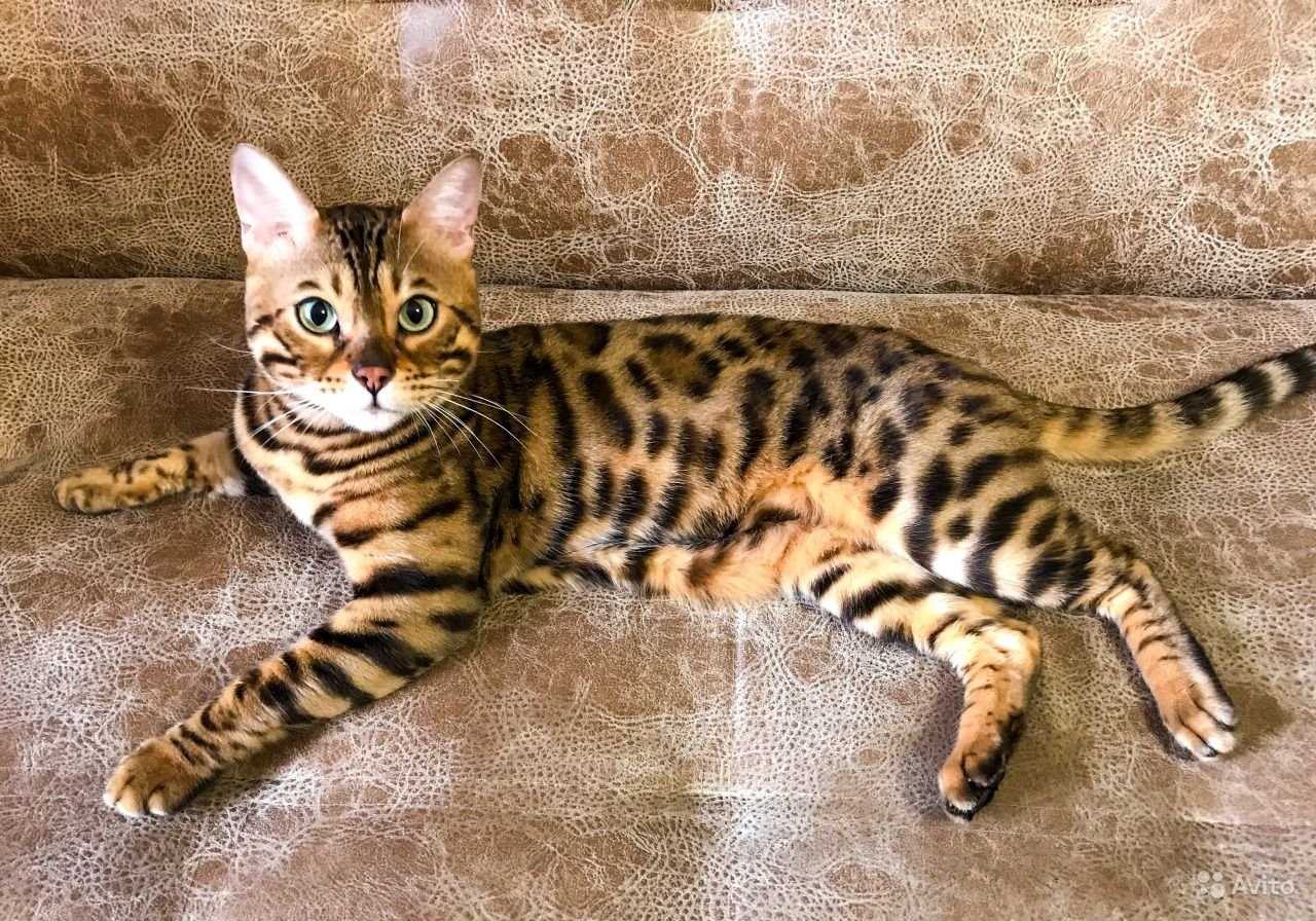 Сколько стоит кот
