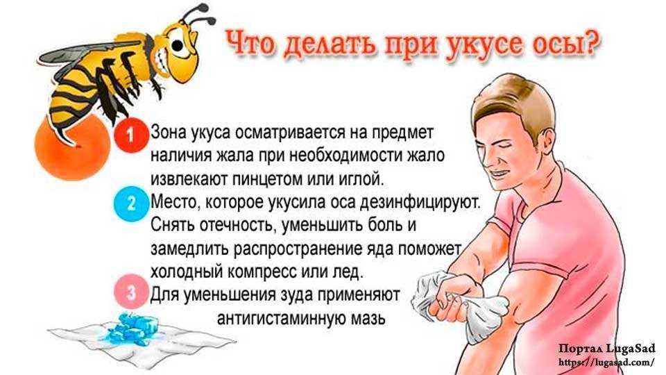 Что такое бешенство и почему опасны укусы или царапины домашних собак и кошек?