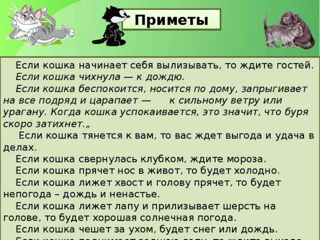 Почему кошка писает на кровать: причины и методы отучения | ваши питомцы
