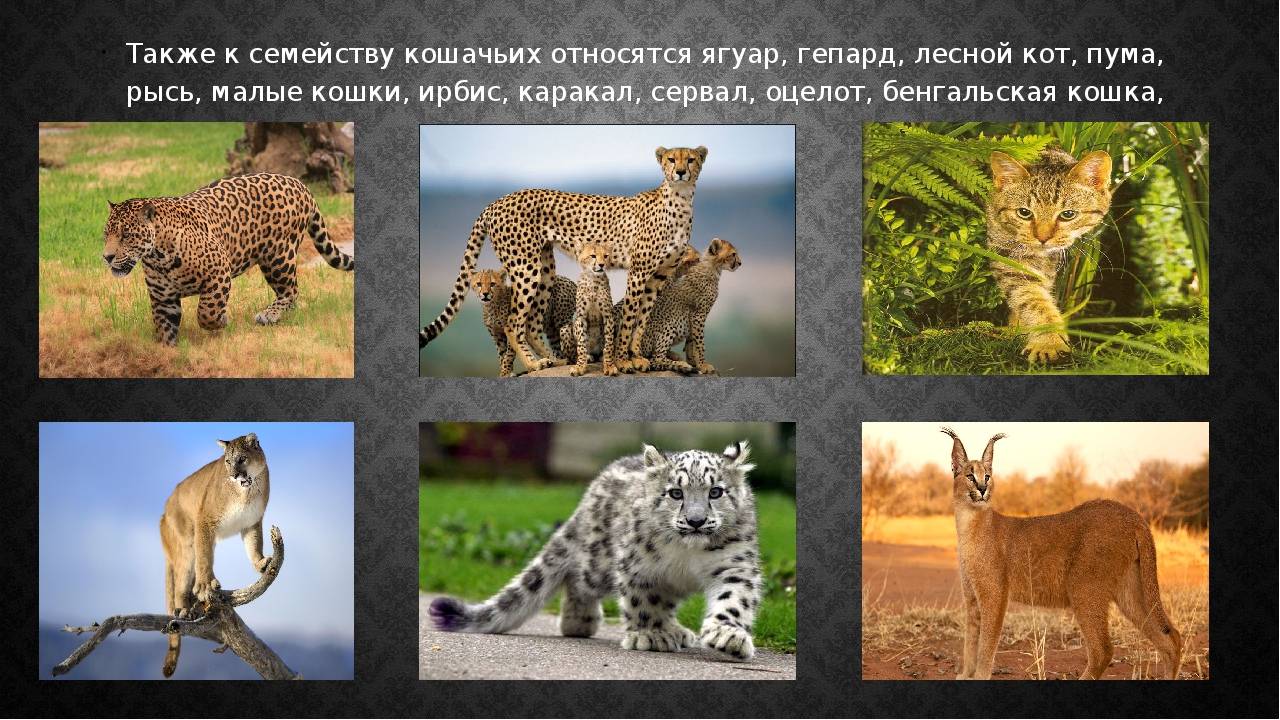 Все виды кошачьих - описание семейства (род) диких хищных кошек, к какому отряду относится кошка
