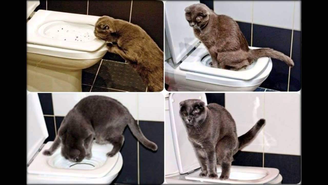 Приучить котенка к лотку — легко и просто