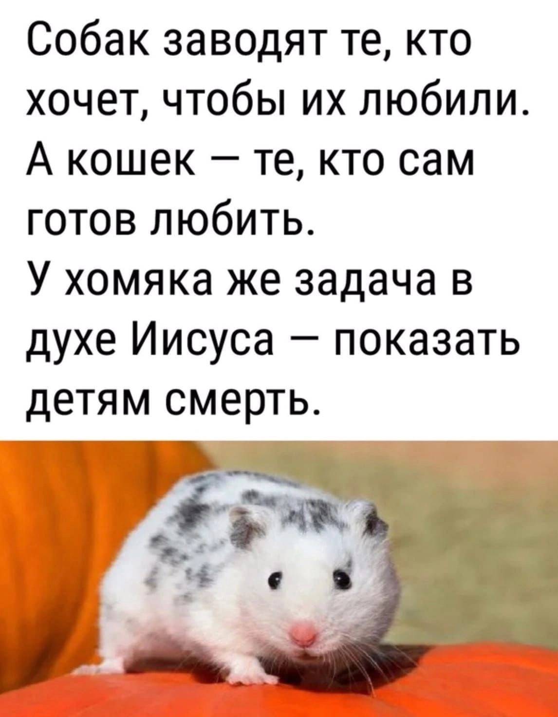 Хомяк умирает