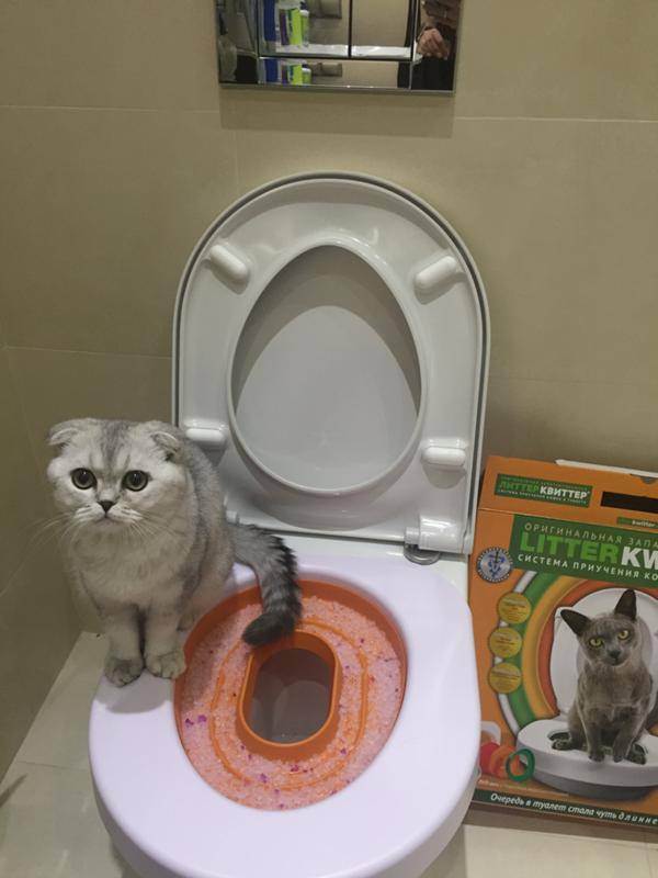 Как приучить котенка к туалету?