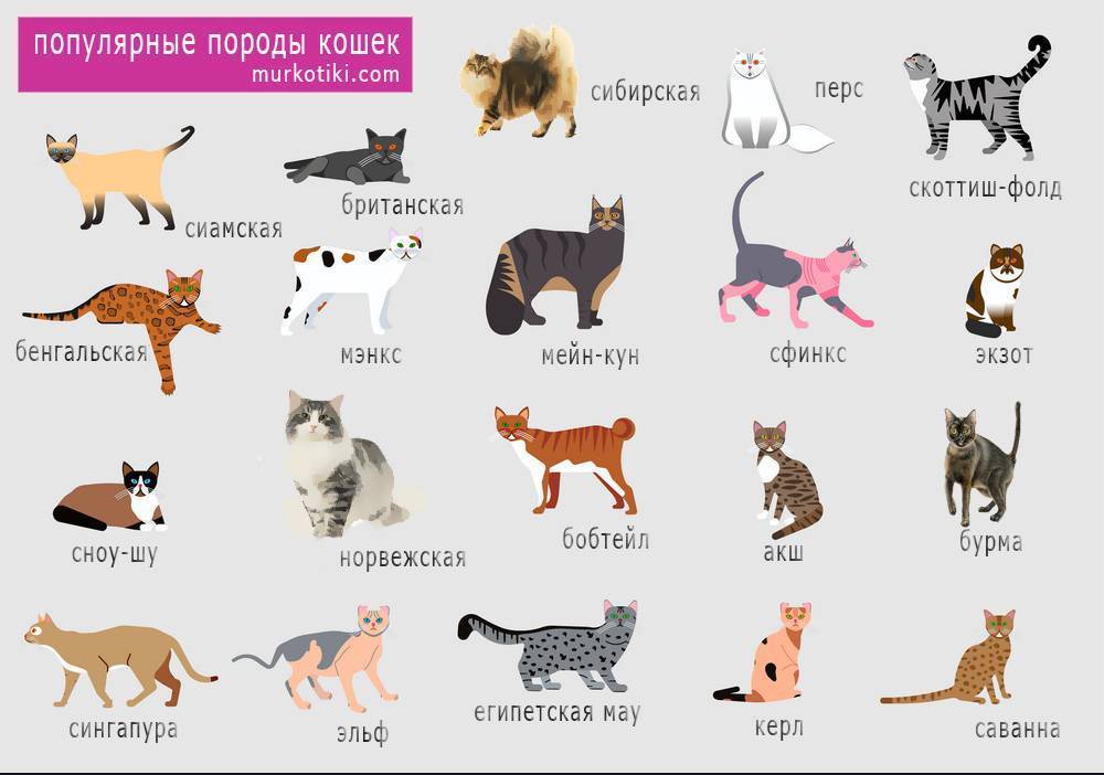 ᐉ как определить породу котенка? - ➡ motildazoo.ru