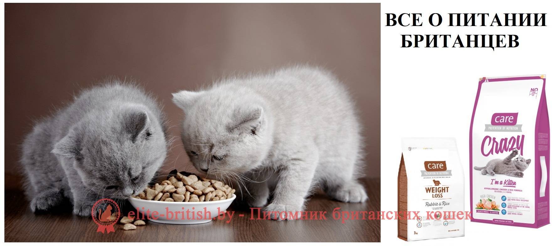 Чем кормить котенка британца? подбираем продукты для кормления и составляем полноценный рацион для котенка британской породы - автор екатерина данилова - журнал женское мнение
