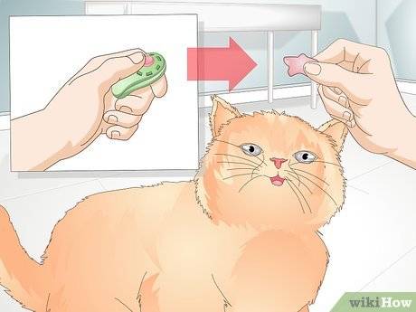 Как научить кошку давать лапу