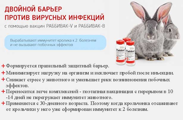 Частые болезни у кроликов и как их лечить, фото, первые симптомы, причины и профилактика