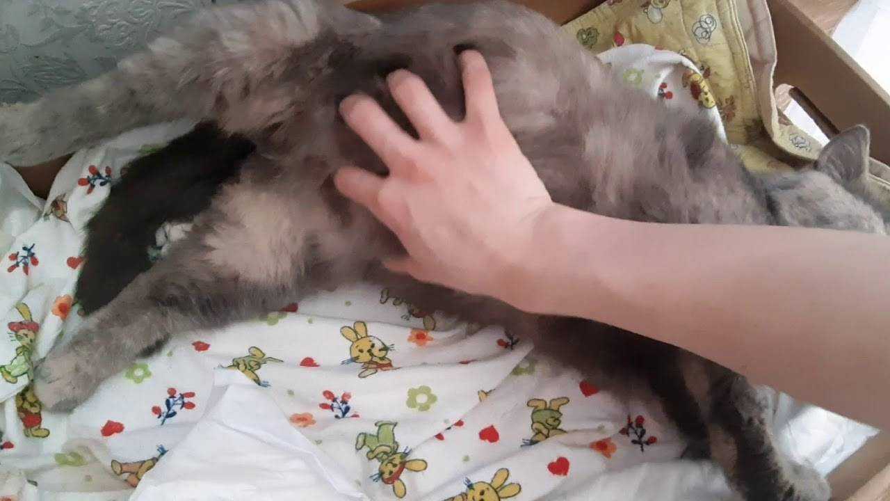 Признаки начала родов у кошки, предвестники - zoosecrets