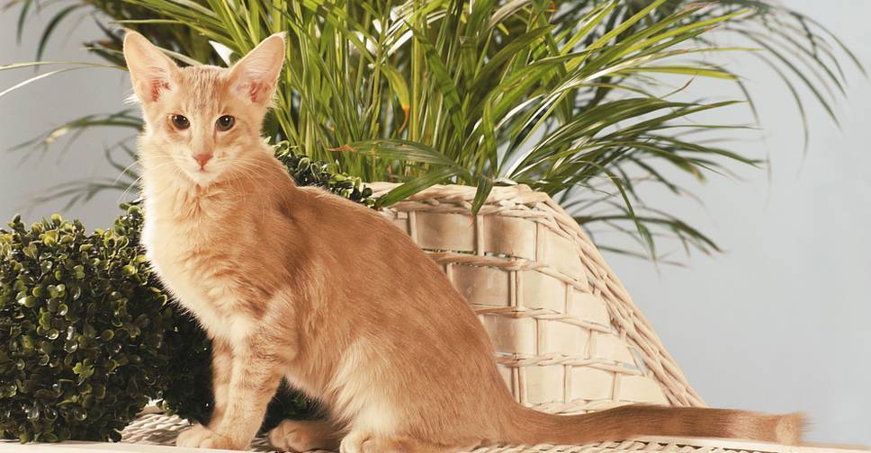 ᐉ яванез или яванская кошка - описание пород котов - ➡ motildazoo.ru