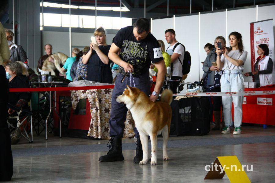 Классы, оценки и сертификаты  на выставках собак