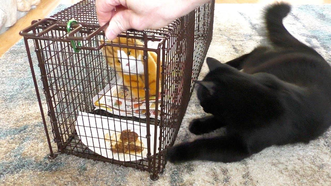 Как поймать кота на улице который боится людей