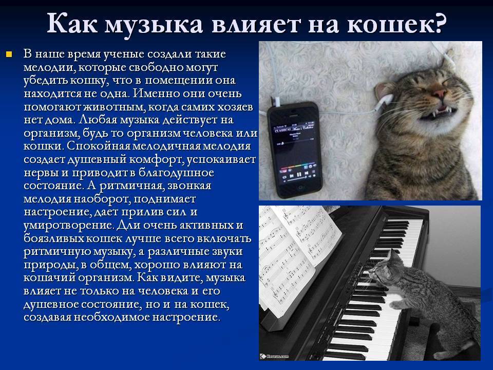 Любят ли кошки музыку? какую музыку любят кошки?