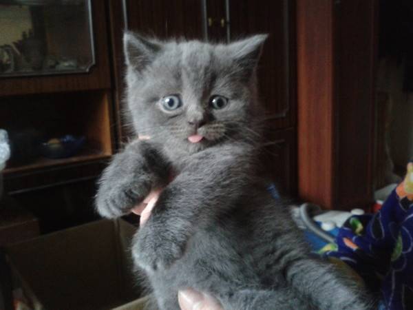 Почему кошка показывает язык и что это может значить?