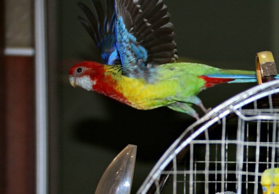 Содержание попугая розелла в домашних условиях