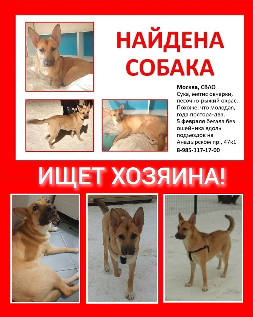 Самые удачные и смешные метисы у собак, которых уже разводят специально