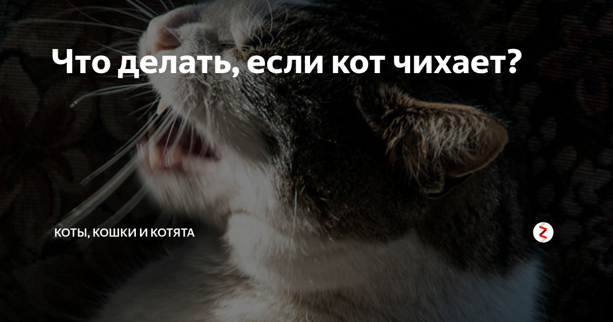 Почему кошка чихает: причины и чем лечить в домашних условиях