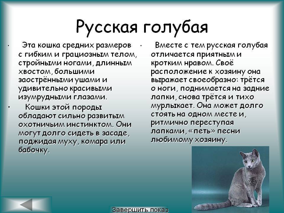 Русская голубая кошка: фото, описание, характер, содержание