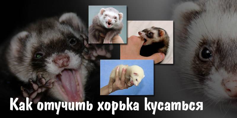 Что делать, если хорек кусается