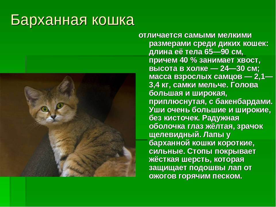Барханный кот – фото, описание, ареал, питание, размножение