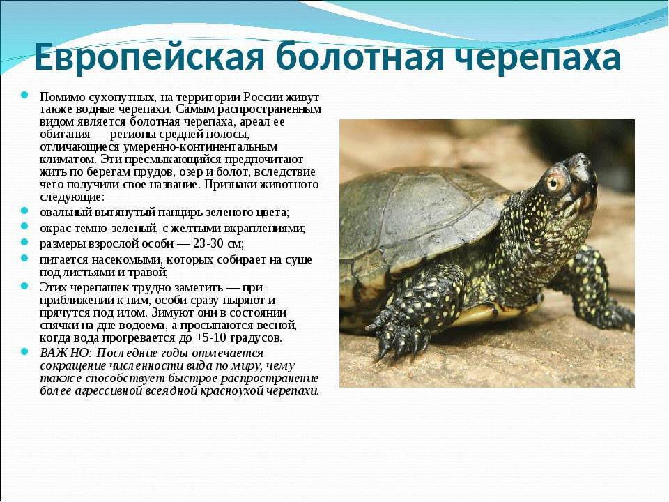 Болотная черепаха - уход и содержание, что ест, где живет, фото