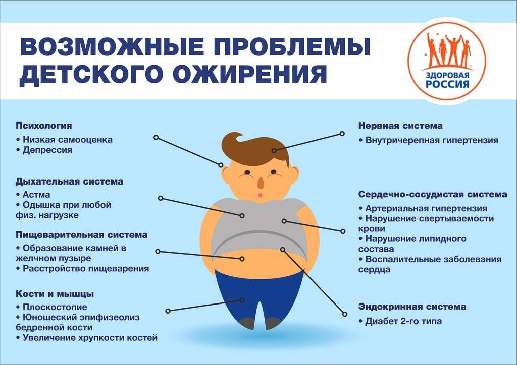 Причины ожирения у кошки: лечение и профилактика