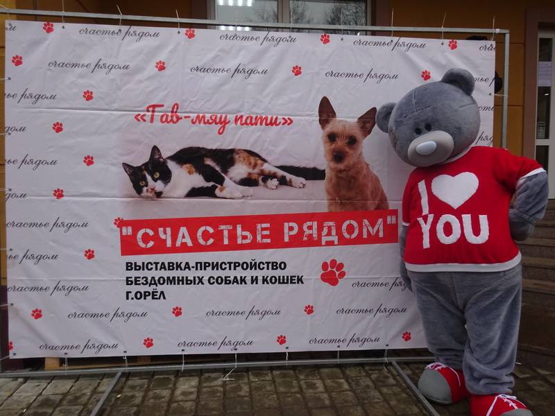 Организация защиты кошек проводит акцию в великобритании "месяц микрочипирования"