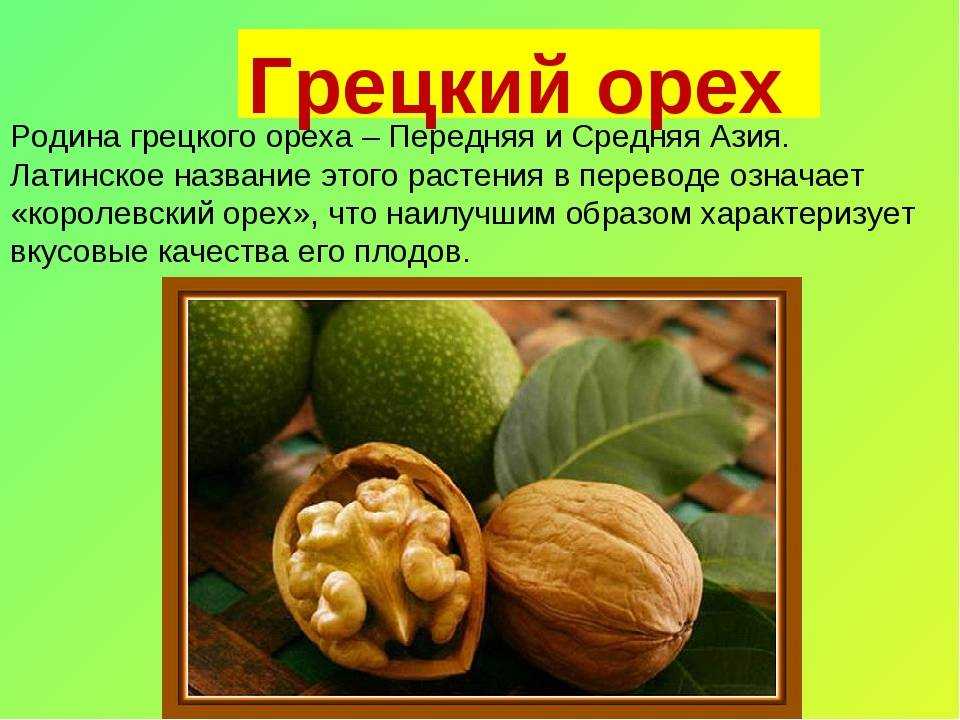 Какие орехи едят белки? какие не едят?