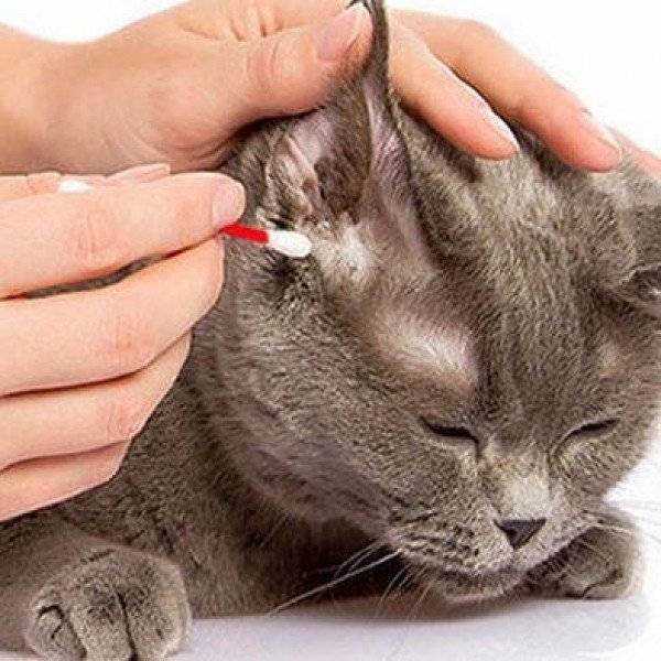Ушные клещи у кошек: эффективное лечение отодектоза