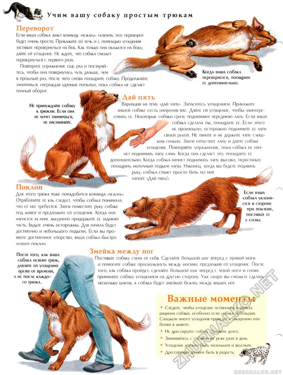 Как научить собаку команде «рядом!», как приучить ходить с хозяином на поводке и без, использование удавки, фото, видео