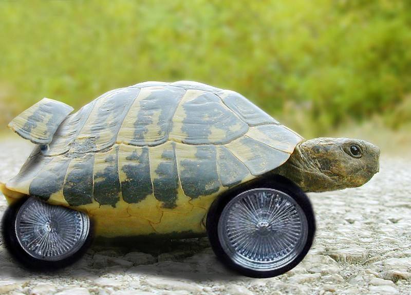Вперед в черепахе. Черепаха КТМ. Крутая черепаха. Быстрая черепаха. Черепаха на колесах.