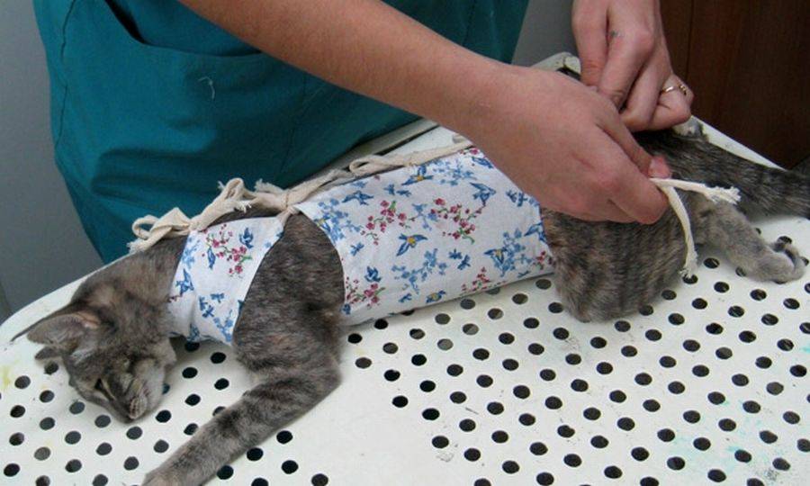 Уход за кошкой после стерилизации