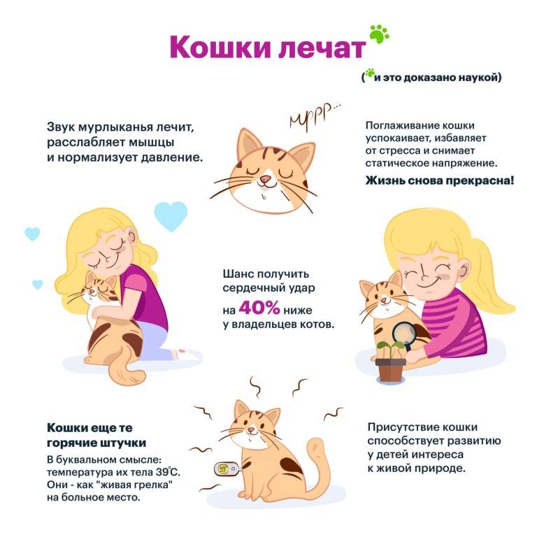 Агрессия у кошек: причины, виды и способы коррекции