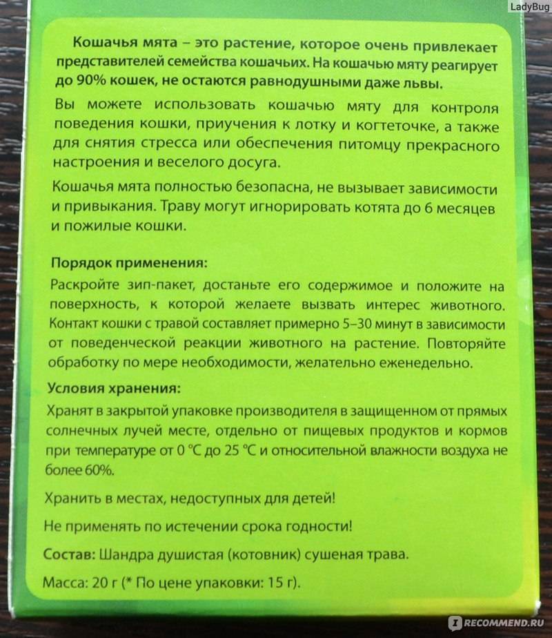 Кошачья мята: фото, для чего нужна и как действует, реакция кошек