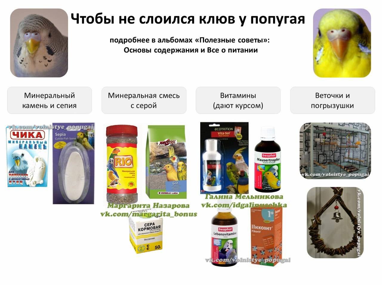 Фрукты для волнистого попугая: какие допустимы в рационе птицы