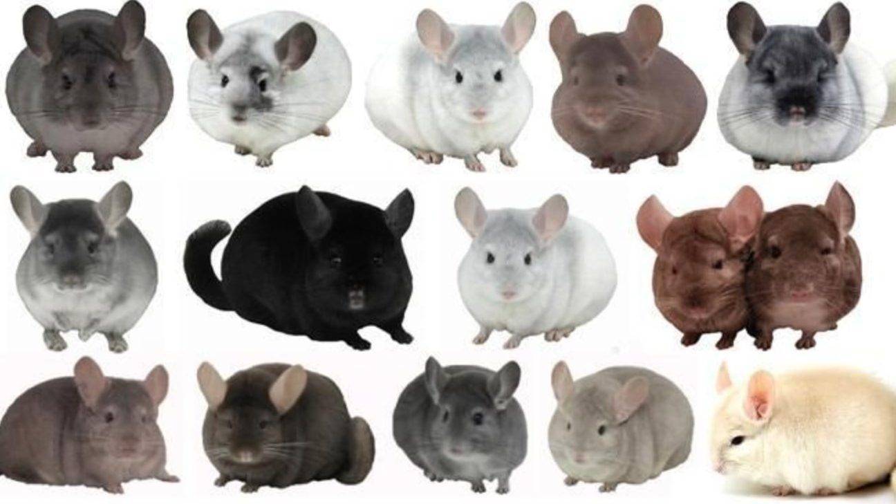 Мышь – описание и внешние характеристики домашних и диких особей