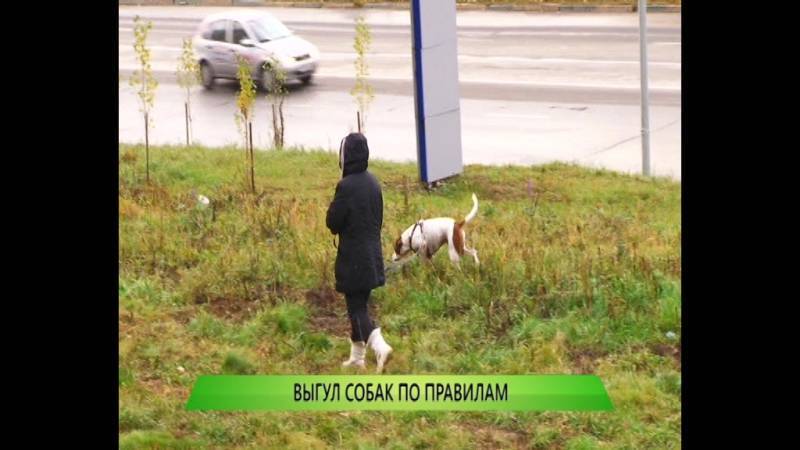 Правила и закон о выгуле собак 2023: намордники, поводки и их отсутствие, где можно гулять и ответственность за нарушение