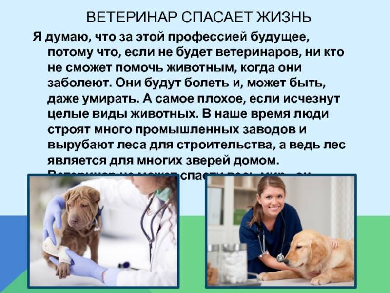 Ветеринарные клиники поддерживают девушек, которые хотят найти себя в науке