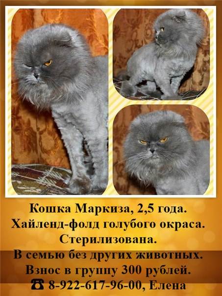 Хайленд фолд: шотландская длинношерстная вислоухая кошка