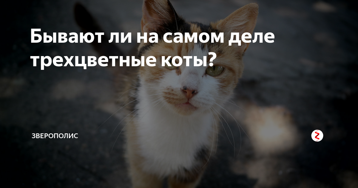 Трехцветная кошка