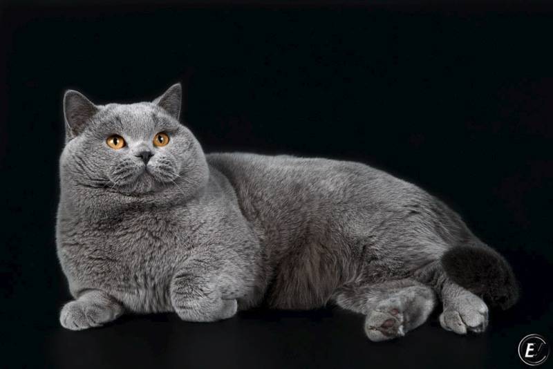 Британская короткошерстная кошка: фото, описание, характер, цена кошки, отзывы ✔