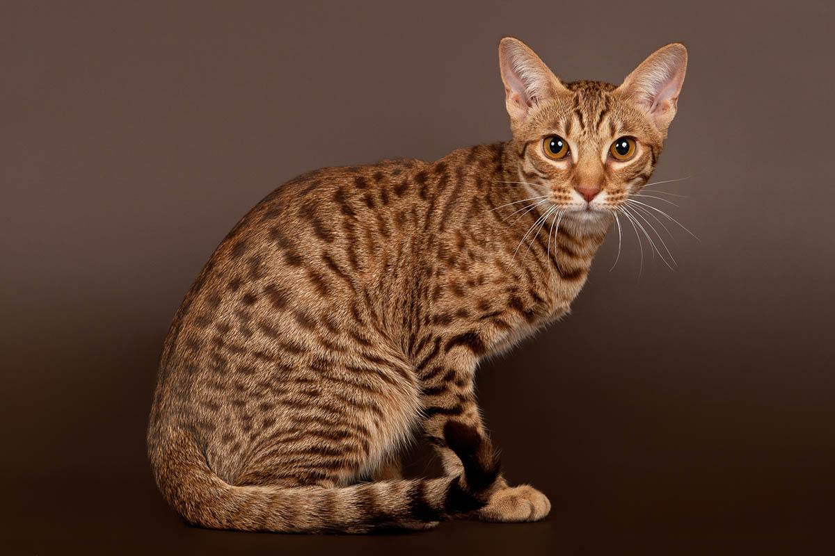 Оцикет: описание породы, характер кошки, советы по содержанию и уходу, фото ocicat